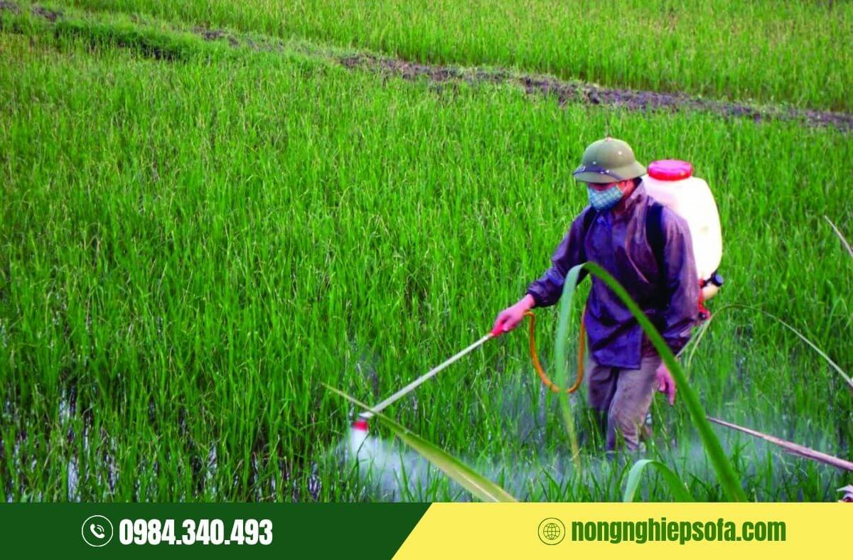Cách phòng trừ các loại nấm bệnh hại cây trồng