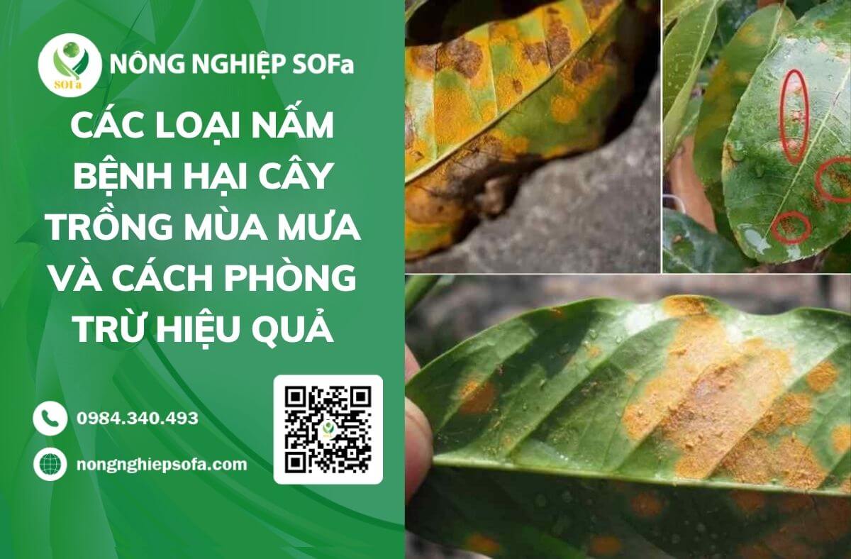 các loại nấm bệnh hại cây trồng