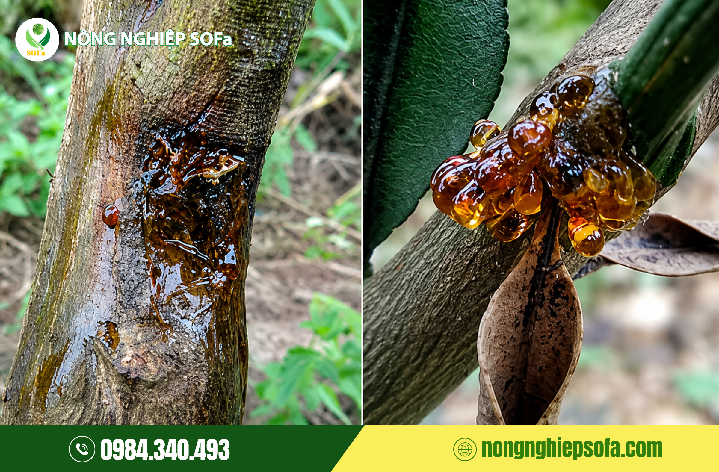 Dấu Hiệu Nhận Biết Nấm Phytophthora Trên Cây Sầu Riêng