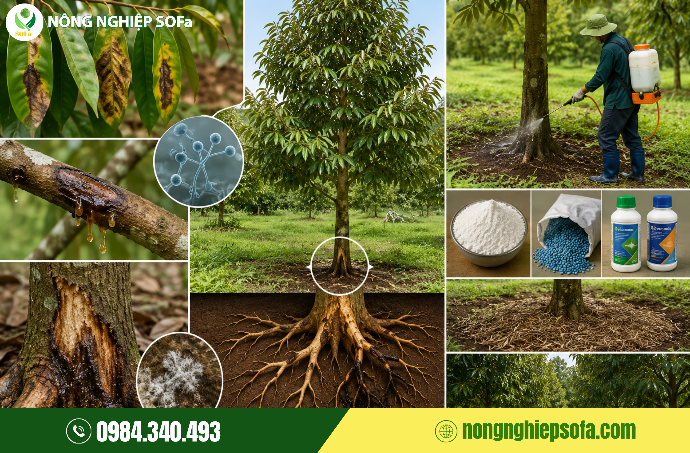 Biện Pháp Phòng Ngừa Nấm Phytophthora Hiệu Quả
