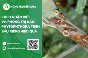 Dấu Hiệu Nhận Biết Nấm Phytophthora Trên Cây Sầu Riêng