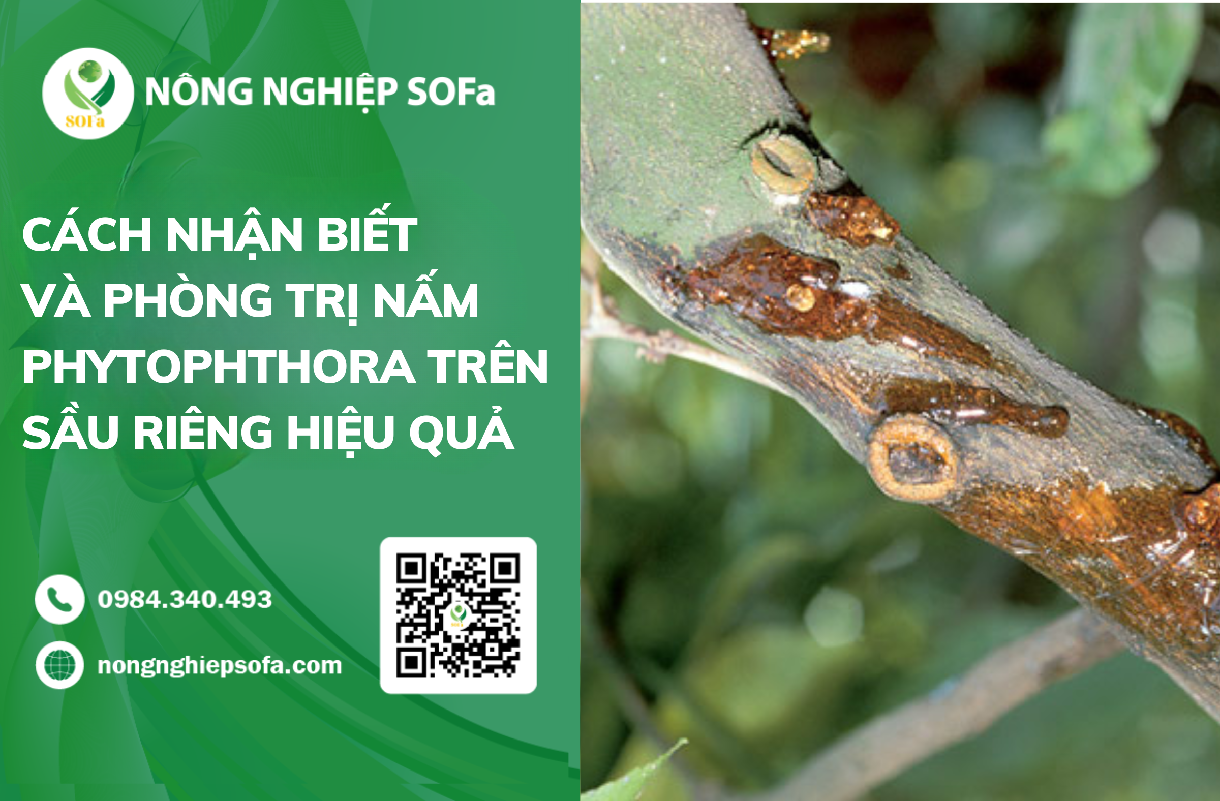 Dấu Hiệu Nhận Biết Nấm Phytophthora Trên Cây Sầu Riêng