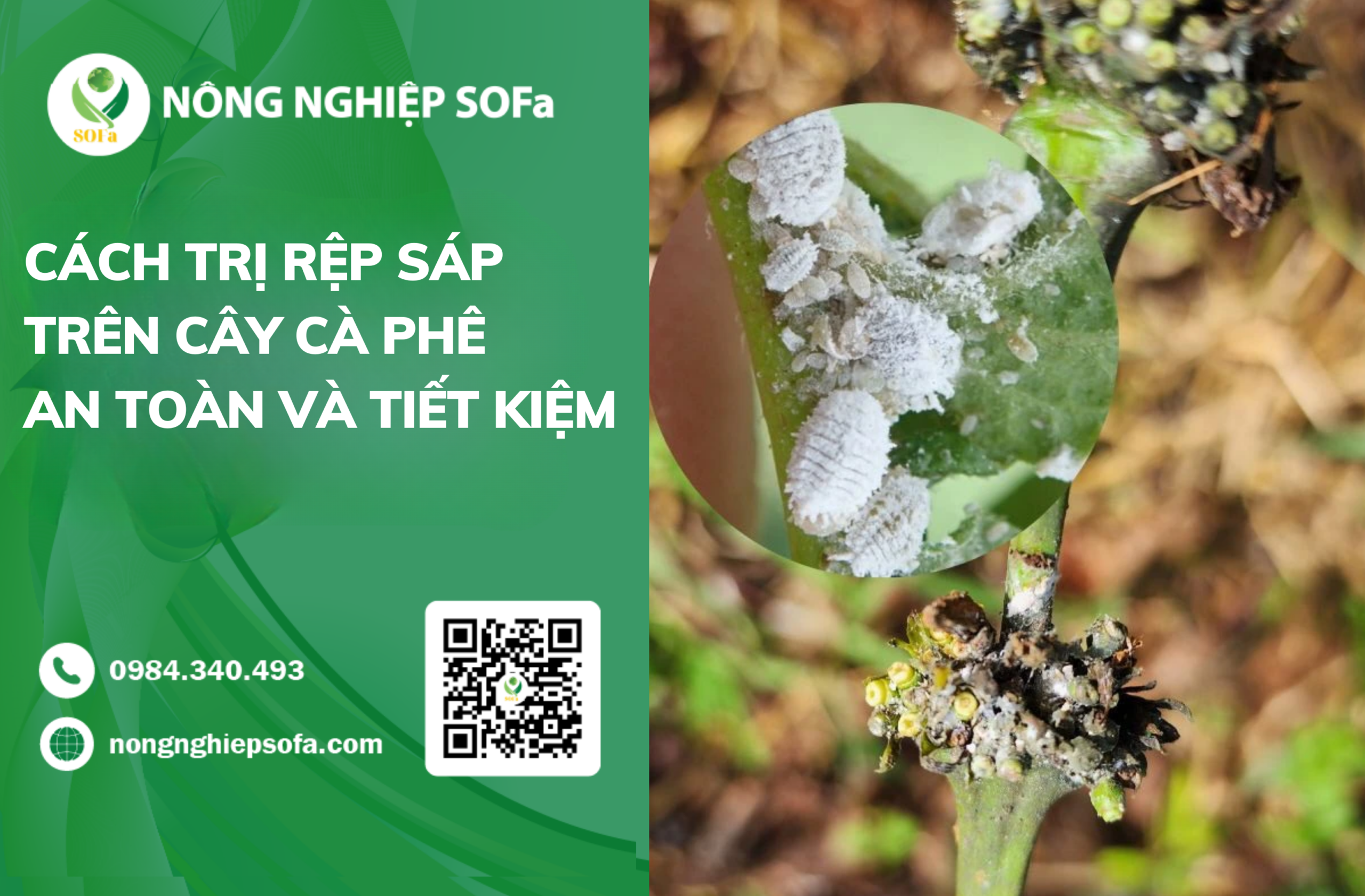Trị Rệp Sáp Trên Cây Cà Phê An Toàn Và Tiết Kiệm 1 Trị Rệp Sáp Trên Cây Cà Phê An Toàn Và Tiết Kiệm