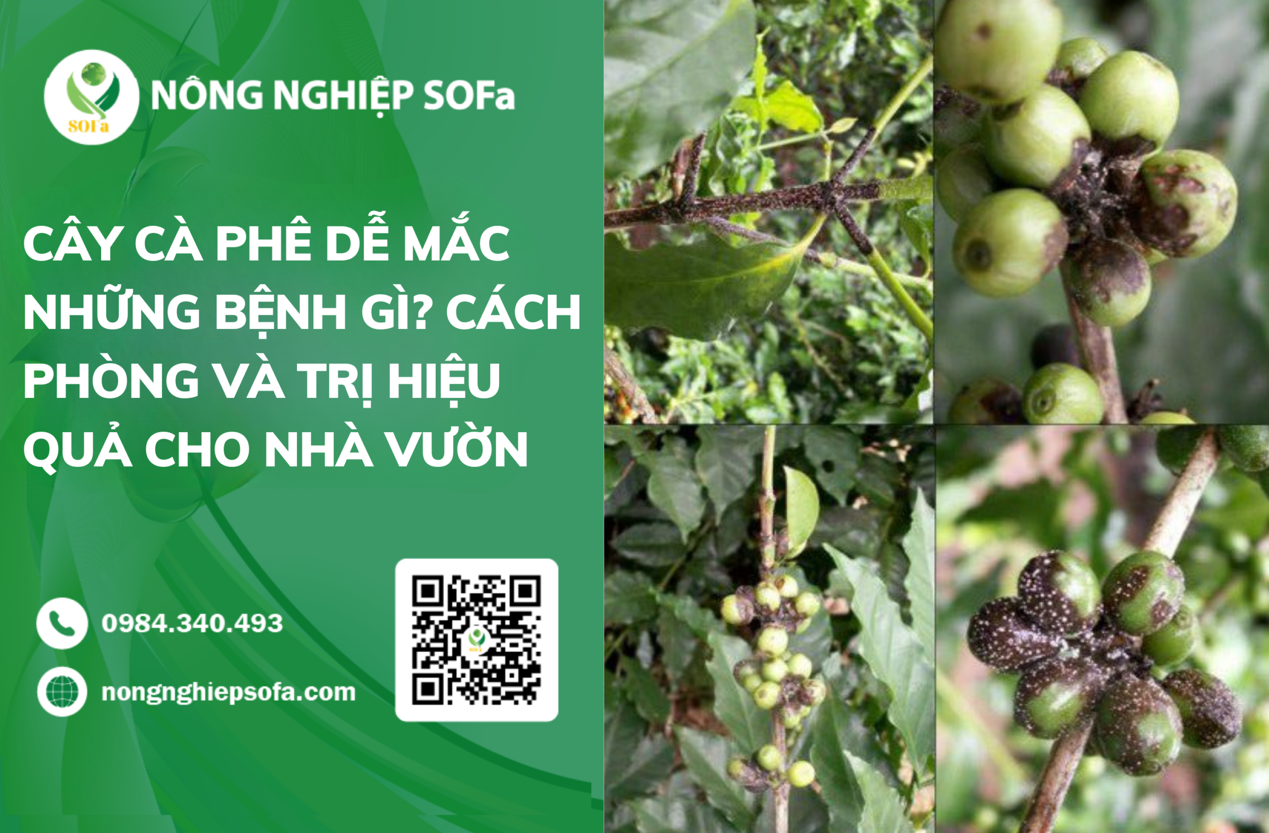 Cây cà phê dễ mắc những bệnh gì? Cách phòng và trị bệnh trên cây cà phê 1 Cây cà phê dễ mắc những bệnh gì? Cách phòng và trị hiệu quả cho nhà vườn