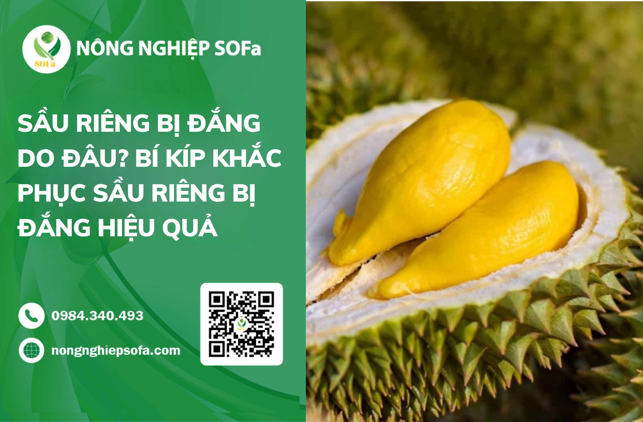 Sầu Riêng Bị Đắng Là Do Đâu? 5 Bí Kíp Khắc Phục Sầu Riêng Bị Đắng Hiệu Quả 1 Sầu Riêng Bị Đắng Là Do Đâu?