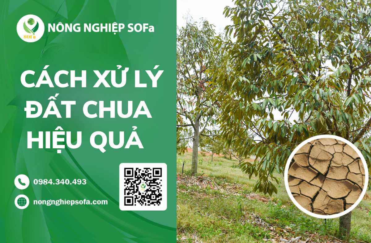 dat-chua-sau-rieng