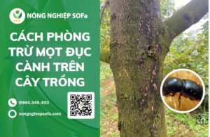 Cách phòng trừ mọt đục cành trên cây trồng hiệu quả