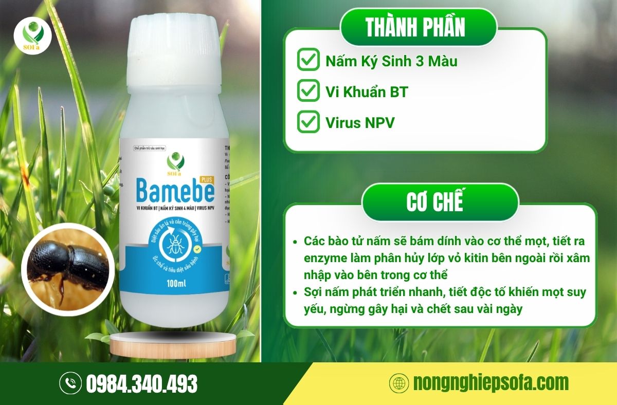 Thuốc đặc trị mọt đục cành