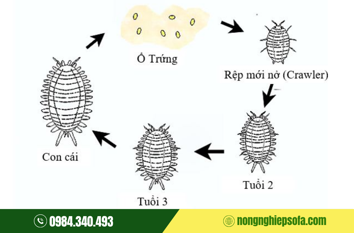 Top 3 thuốc trị rệp sáp trái sầu riêng hiệu quả tận gốc 2 tri-rep-sap