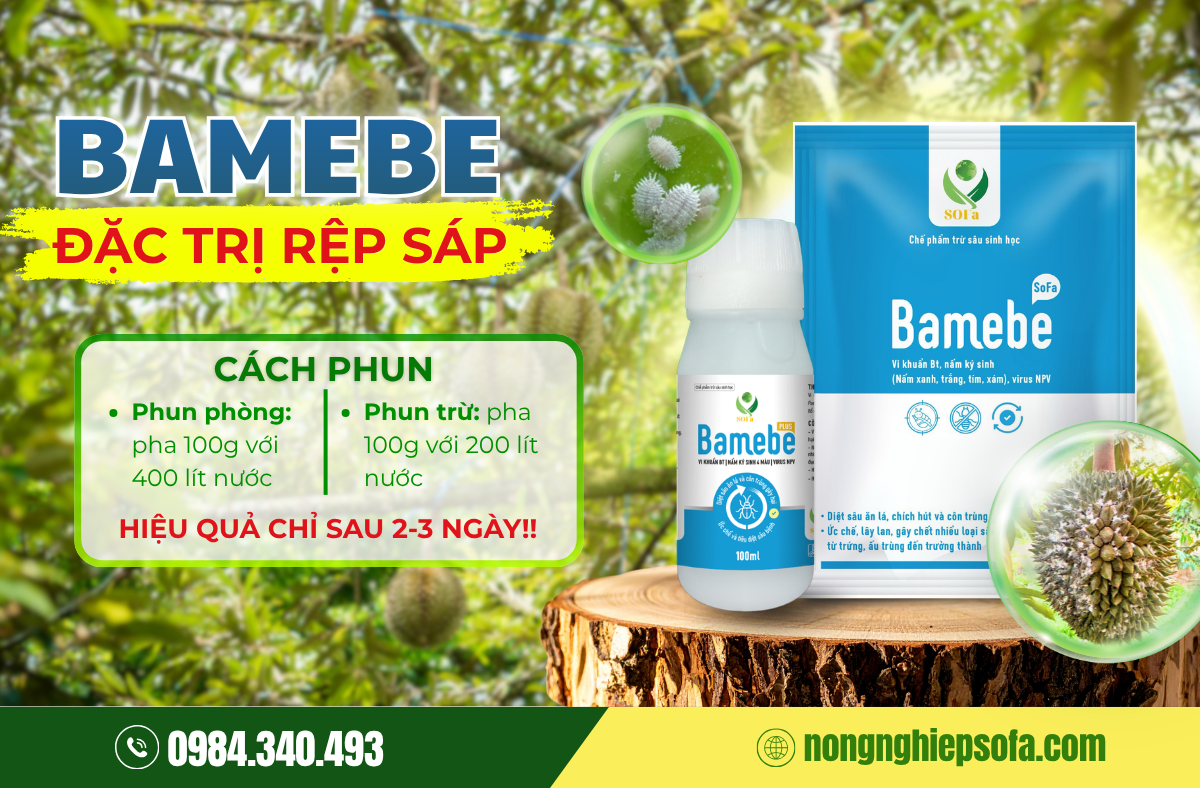 Top 3 thuốc trị rệp sáp trái sầu riêng hiệu quả tận gốc 4 bamebe-thuoc-tri-rep-sap-sau-rieng