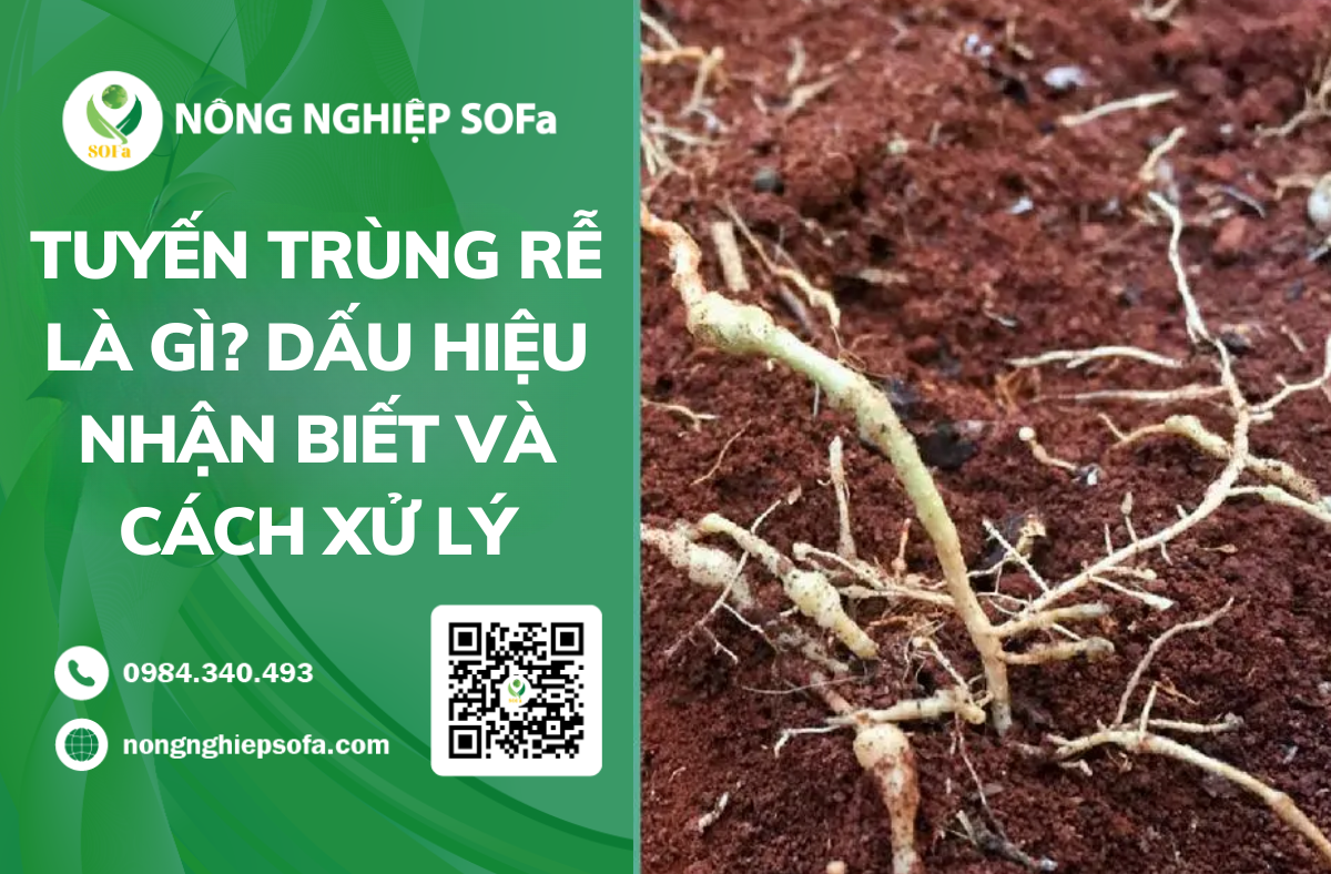 benh-tuyen-trung-re-cach-nhan-biet-va-xu-ly