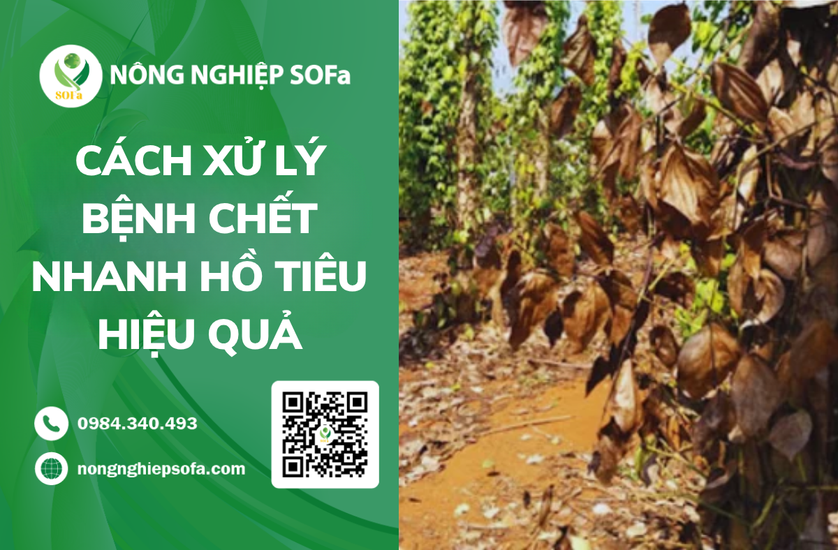 benh-chet-nhanh-ho-tieu-nguyen-nhan-dau-hieu