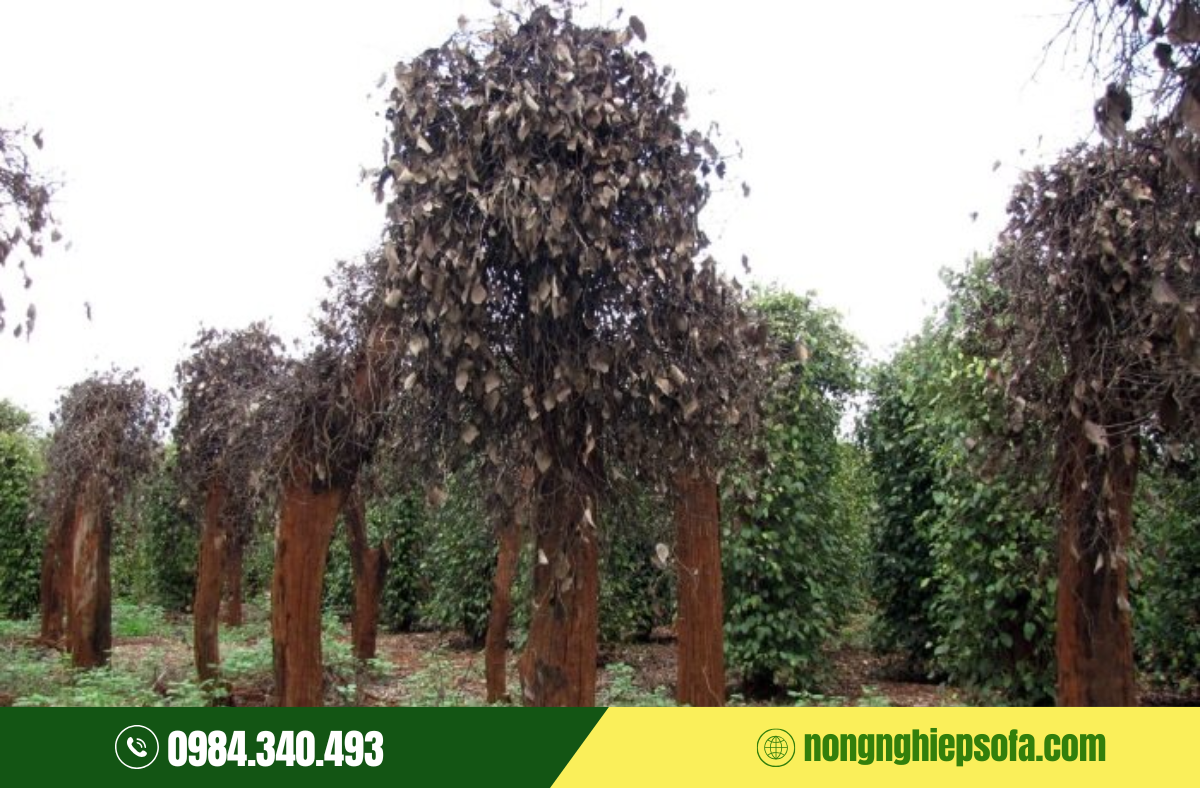 Nguyên nhân dẫn đến bệnh chết nhanh hồ tiêu và cách xử lý hiệu quả 2 benh-chet-nhanh-ho-tieu