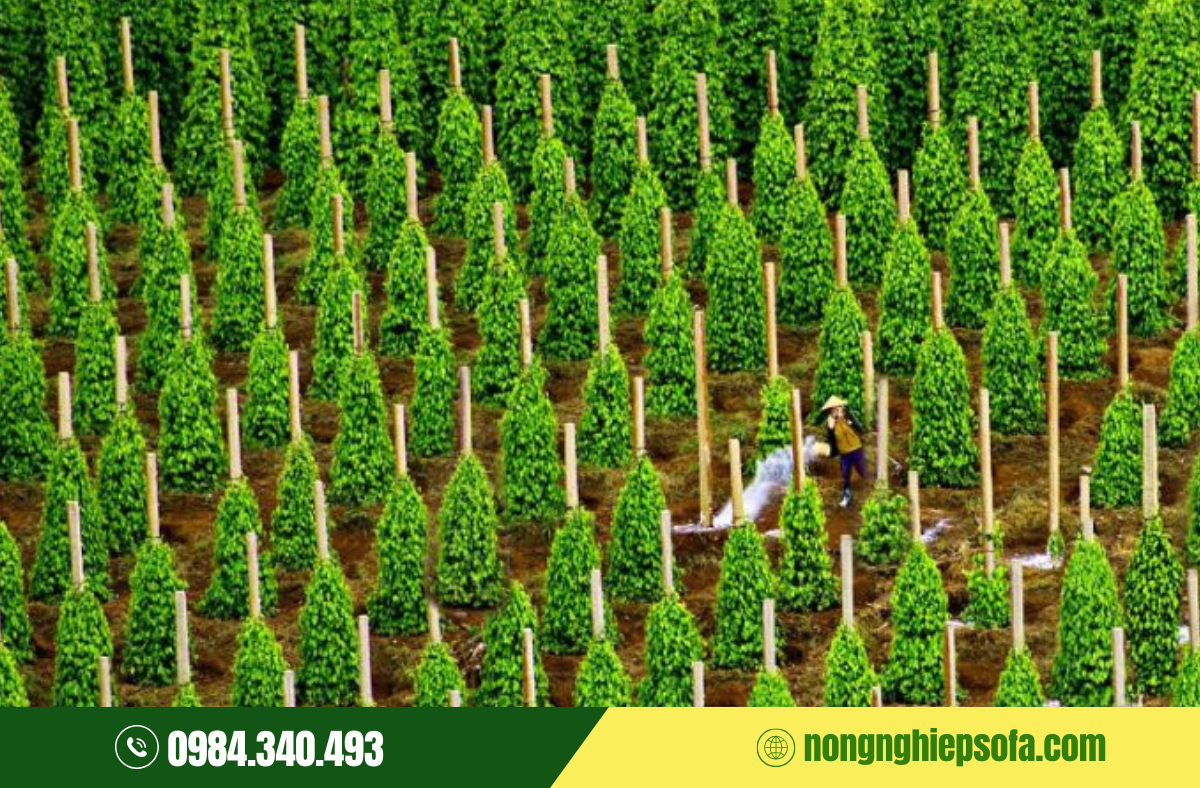 Nguyên nhân dẫn đến bệnh chết nhanh hồ tiêu và cách xử lý hiệu quả 3 phong-tri-benh-chet-nhanh-ho-tieu