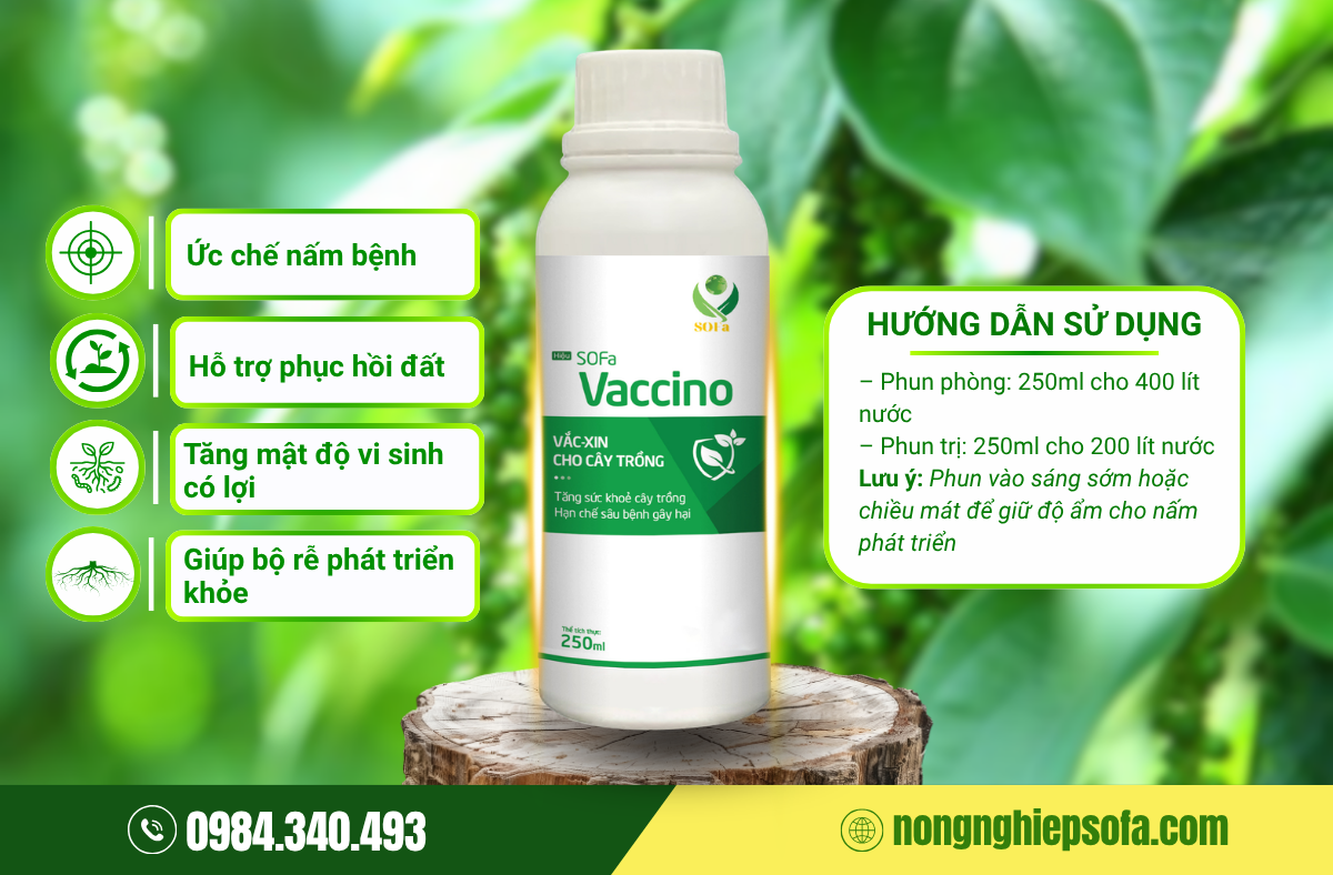 Nguyên nhân dẫn đến bệnh chết nhanh hồ tiêu và cách xử lý hiệu quả 4 tru-nam-vaccino