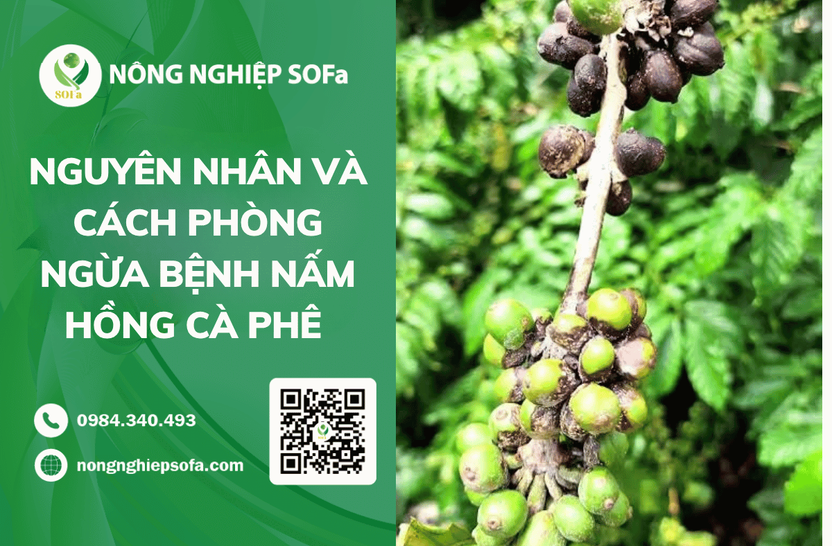 nguyen-nhan-va-cach-phong-ngua-benh-nam-hong-ca-phe