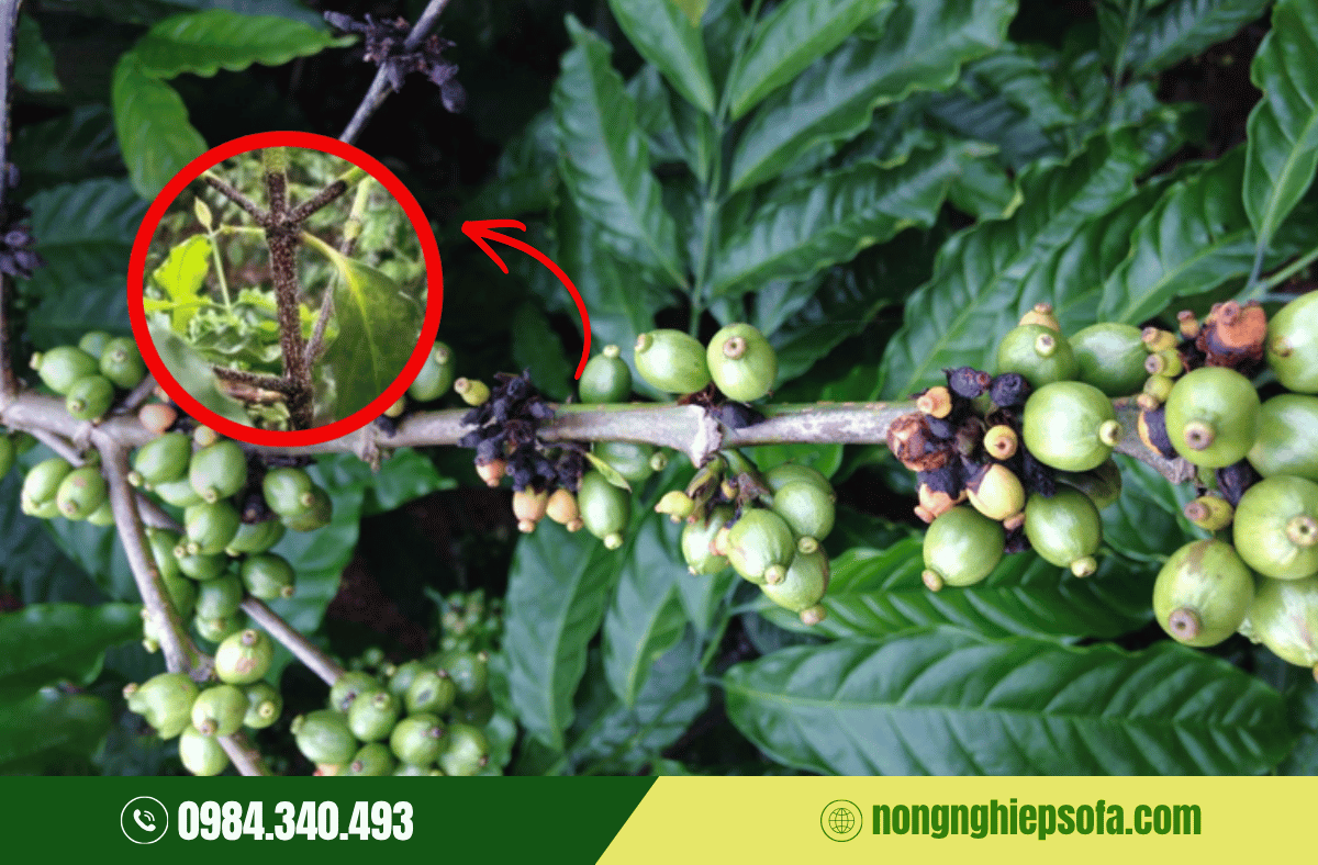 Nguyên nhân và cách phòng ngừa bệnh nấm hồng cà phê hiệu quả 1 nam-hong-ca-phe