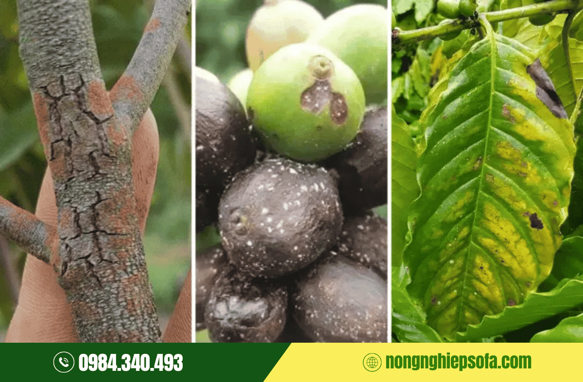 Nguyên nhân và cách phòng ngừa bệnh nấm hồng cà phê hiệu quả 2 benh-nam-hong-tren-cay-ca-phe
