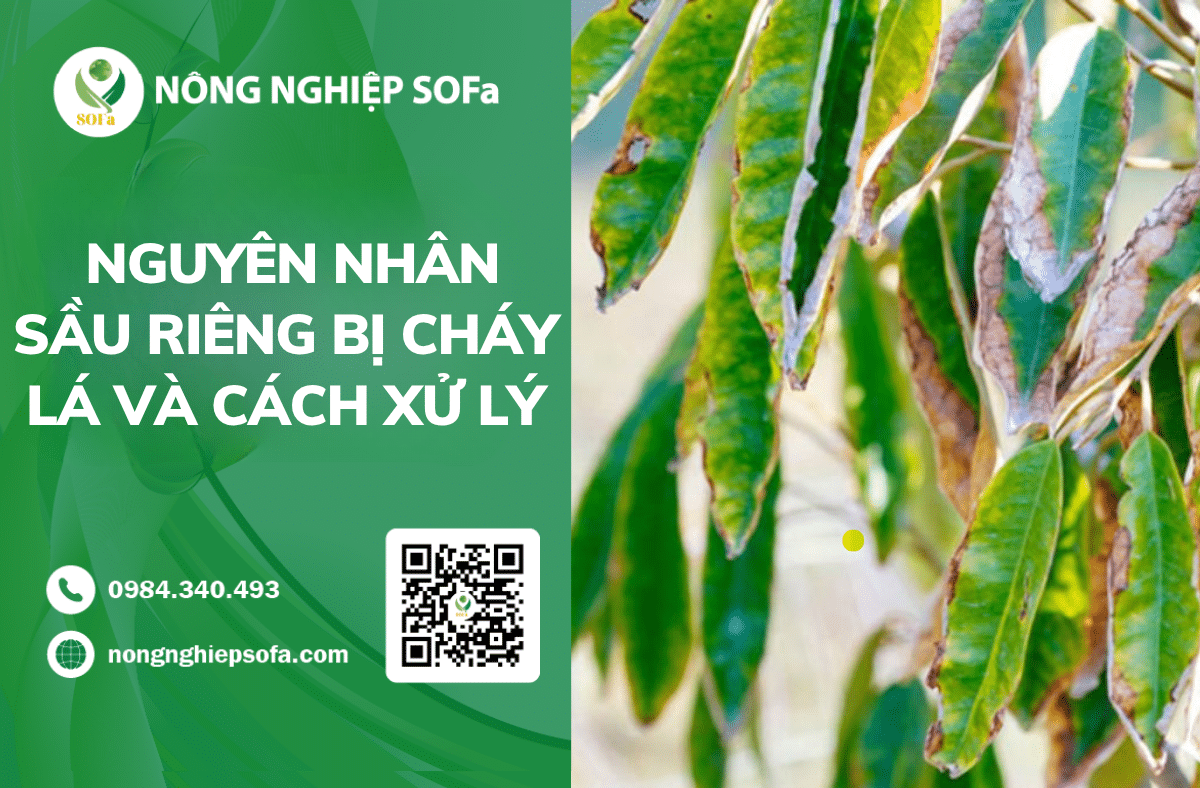 5 nguyen nhan sau rieng bi chay la va cach xu ly hieu qua