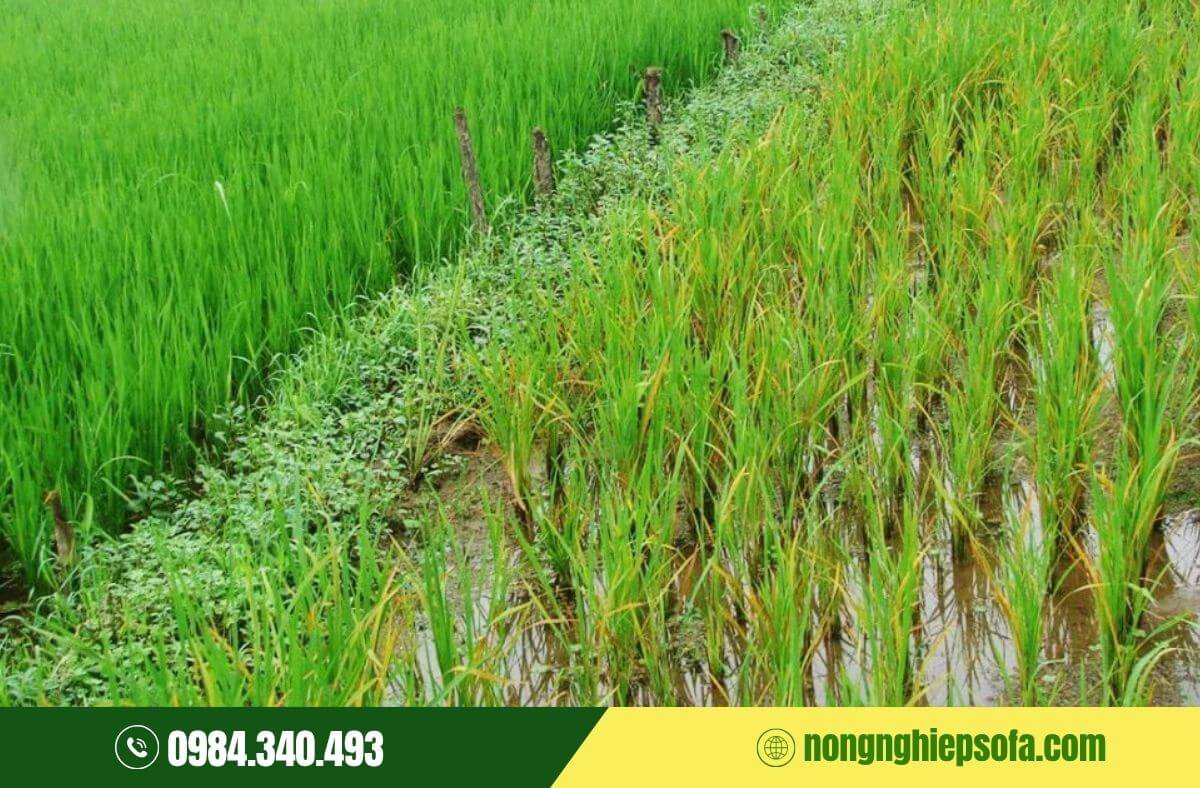 Nguyên nhân cây bị ngộ độc NPK và cách khắc phục 2 cây bị ngộ độc NPK