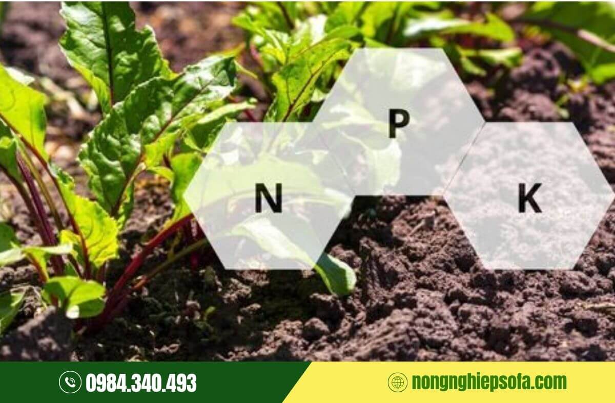 Nguyên nhân cây bị ngộ độc NPK và cách khắc phục 3 Dấu hiệu nhận biết cây bị ngộ độc NPK