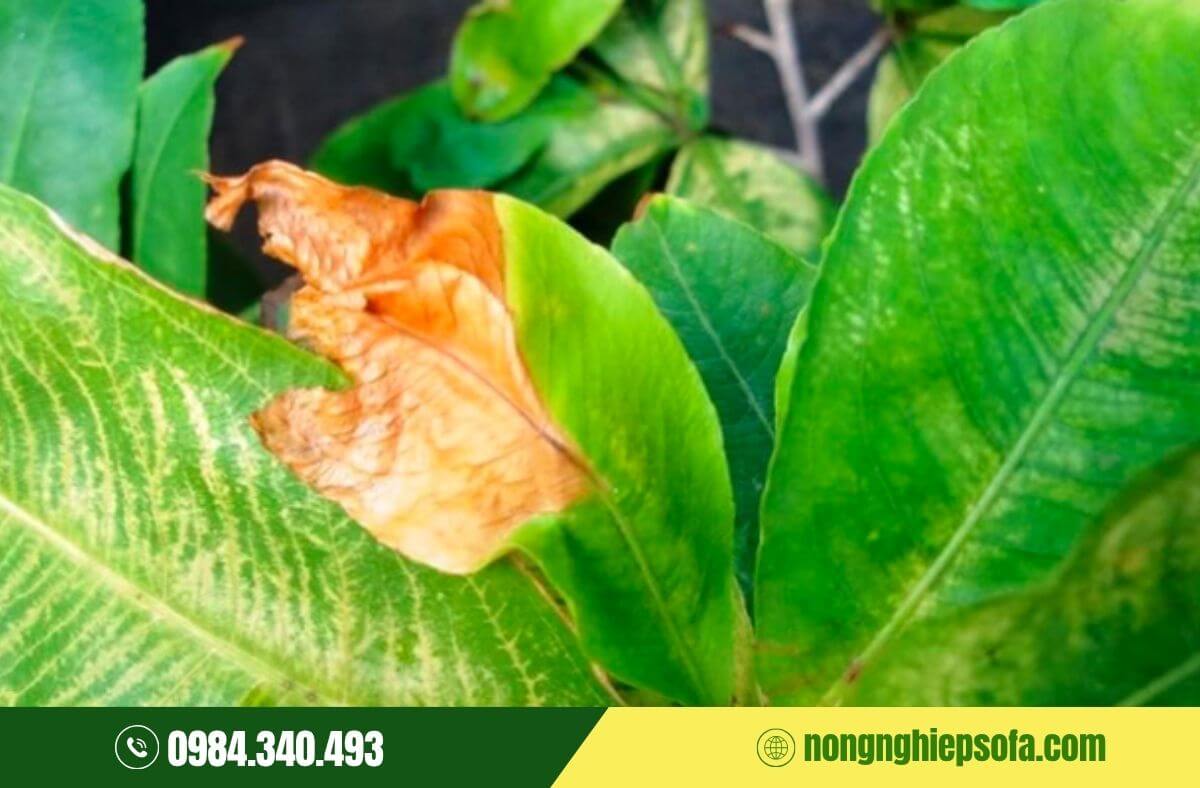 Nguyên nhân cây bị ngộ độc NPK và cách khắc phục 4 Cách khắc phục cây bị ngộ độc NPK