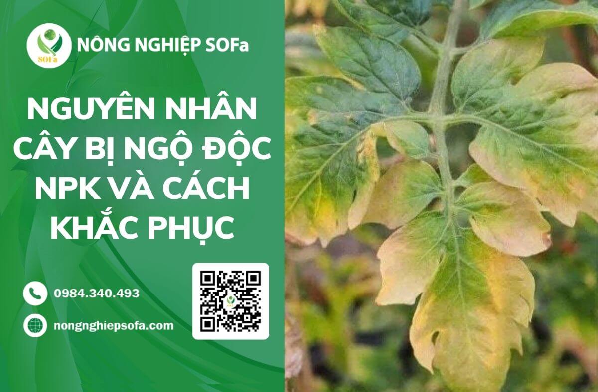 Nguyên nhân cây bị ngộ độc NPK và cách khắc phục 1 Nguyên nhân cây bị ngộ độc NPK và cách khắc phục