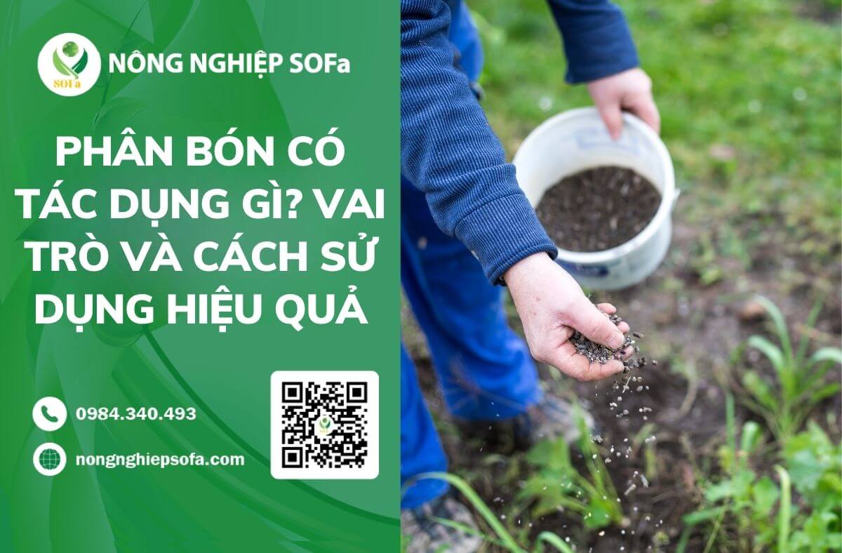 Phân bón có tác dụng gì? Vai trò và cách sử dụng hiệu quả