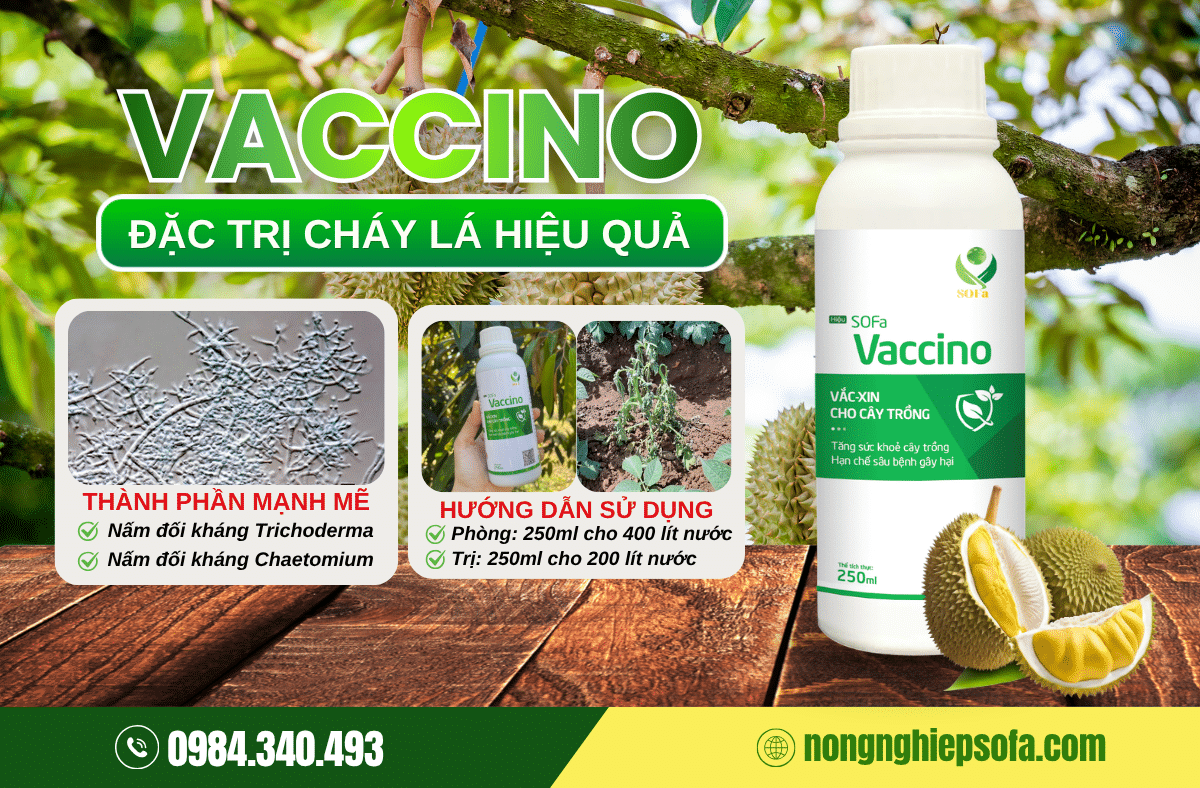 5 nguyên nhân sầu riêng bị cháy lá và cách xử lý hiệu quả 4 vaccino-tri-chay-la-sau-rieng