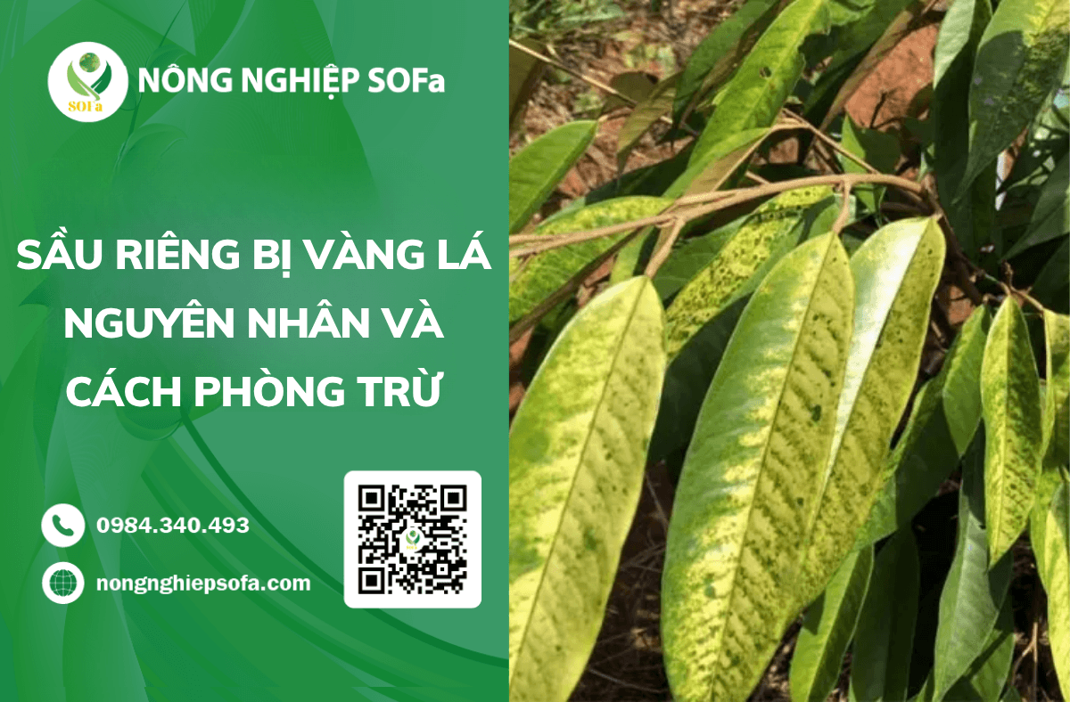 Sầu riêng bị vàng lá