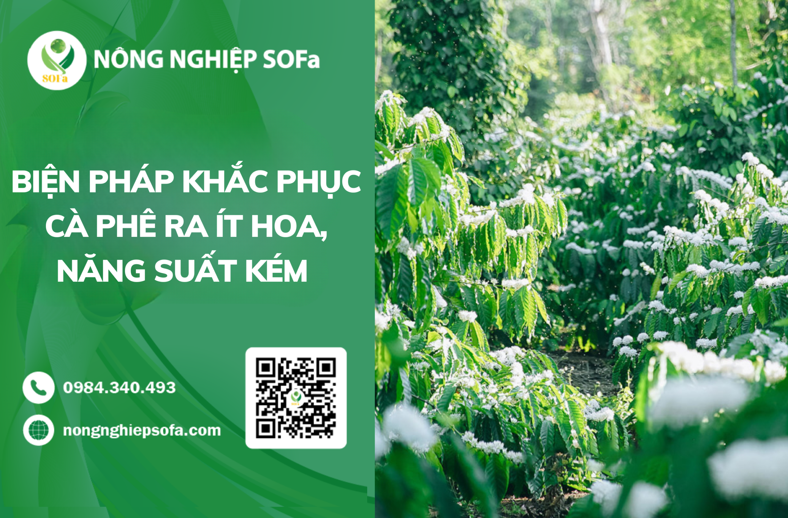 5 Biện pháp khắc phục cà phê ra ít hoa, năng suất kém 1 5 Biện pháp khắc phục cà phê ra ít hoa, năng suất kém