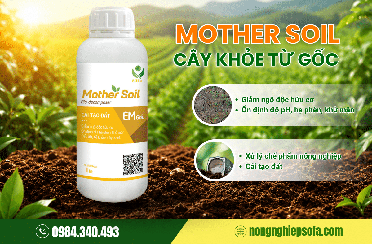 5 nguyên nhân sầu riêng bị cháy lá và cách xử lý hiệu quả 3 cai-tao-re-phuc-hoi-dat-khu-man