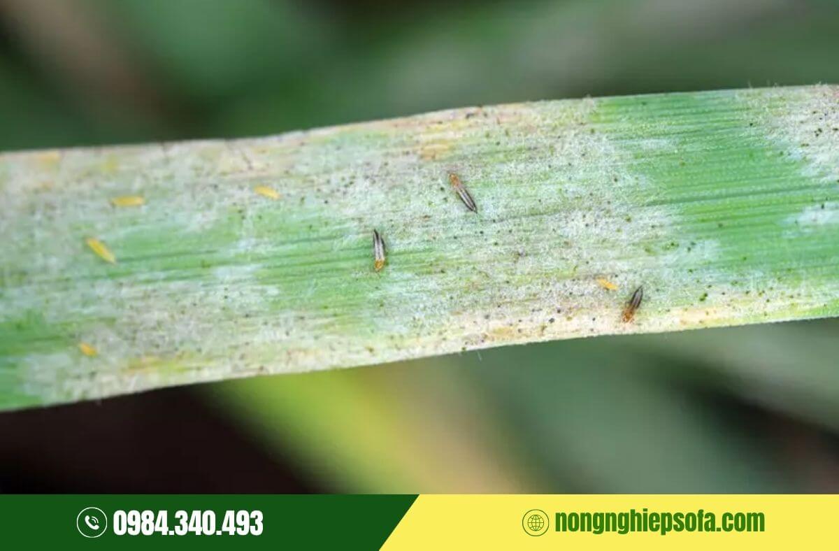 Cách diệt con bọ trĩ tận gốc an toàn, hiệu quả 3 Con bọ trĩ hại lúa