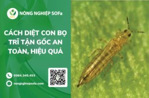 Cách diệt con bọ trĩ tận gốc an toàn, hiệu quả