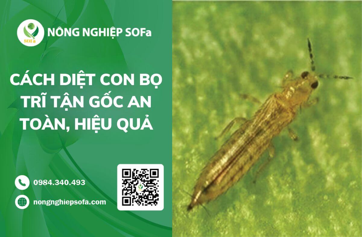 Cách diệt con bọ trĩ tận gốc an toàn, hiệu quả 1 Cách diệt con bọ trĩ tận gốc an toàn, hiệu quả