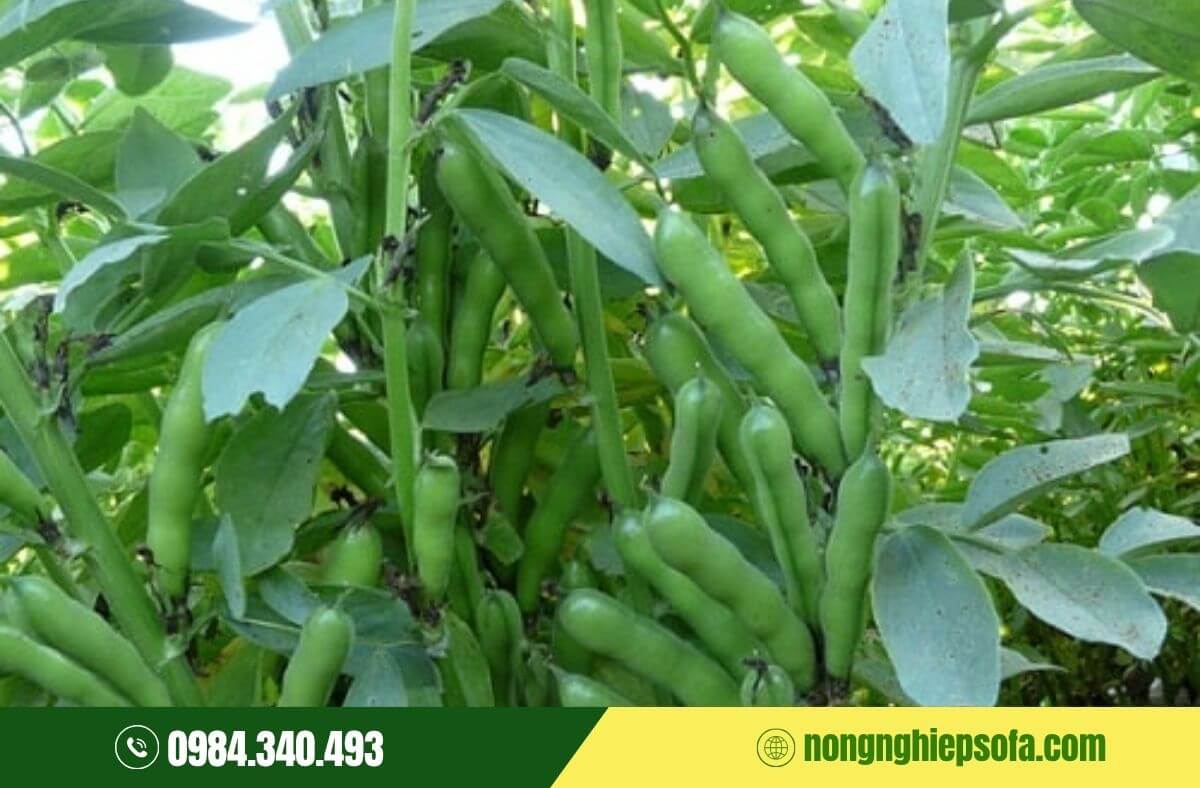 Các loại phân có tác dụng cải tạo đất hiệu quả 3 phân có công dụng cải tạo đất