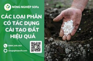 Các loại phân có tác dụng cải tạo đất