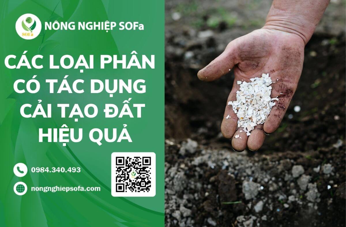 Các loại phân có tác dụng cải tạo đất hiệu quả 1 Các loại phân có tác dụng cải tạo đất