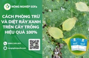 Cách phòng trừ và diệt rầy xanh trên cây trồng hiệu quả 100%