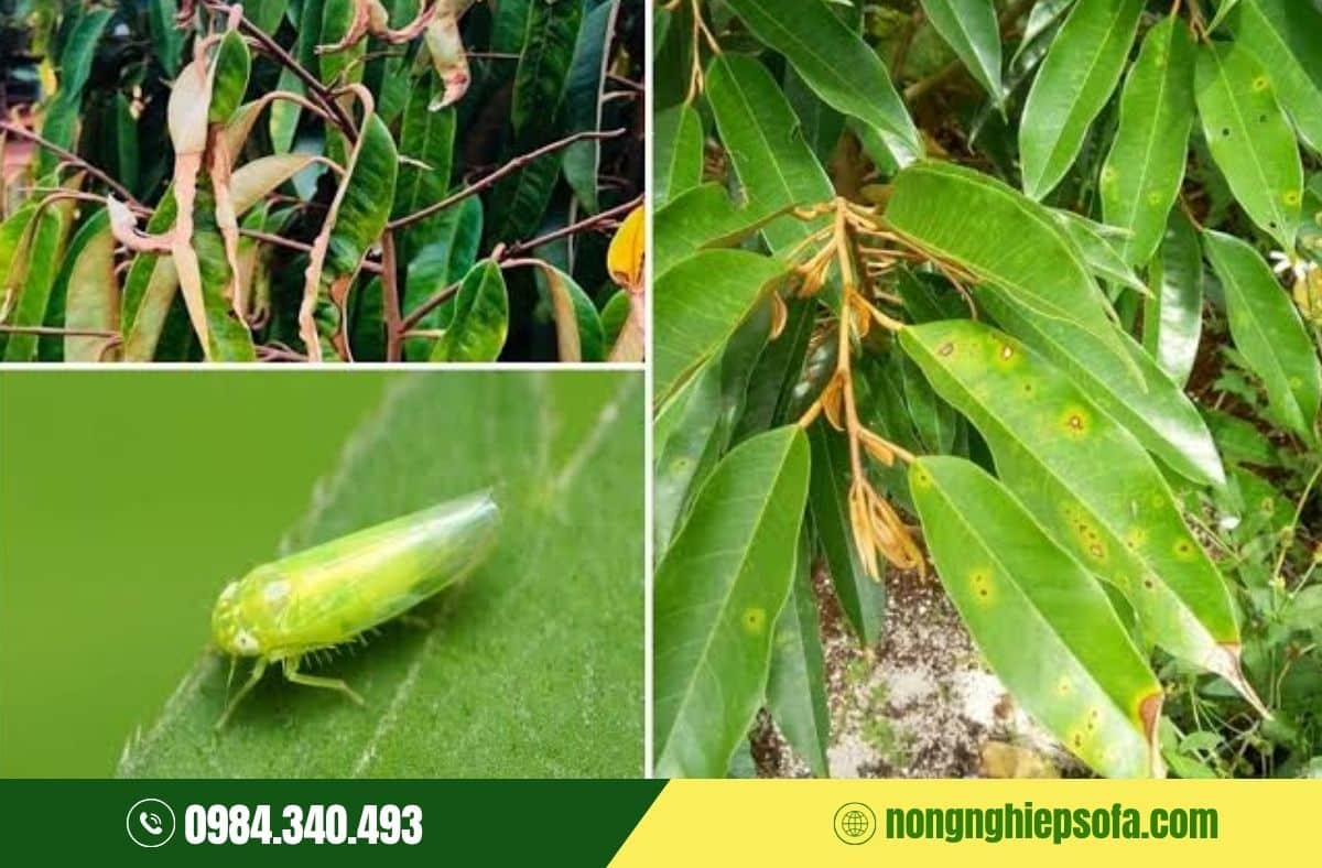 Cách phòng trừ và diệt rầy xanh trên cây trồng hiệu quả 100% 3 Rầy xanh hại sầu riêng