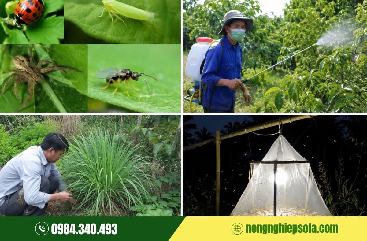 Cách phòng trừ và diệt rầy xanh trên cây trồng hiệu quả 100% 4 Giải pháp sinh học trị rầy xanh