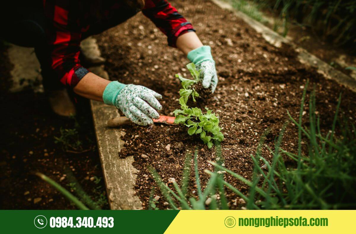Cách phòng trị rệp vảy tại nhà