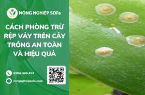 rệp vảy