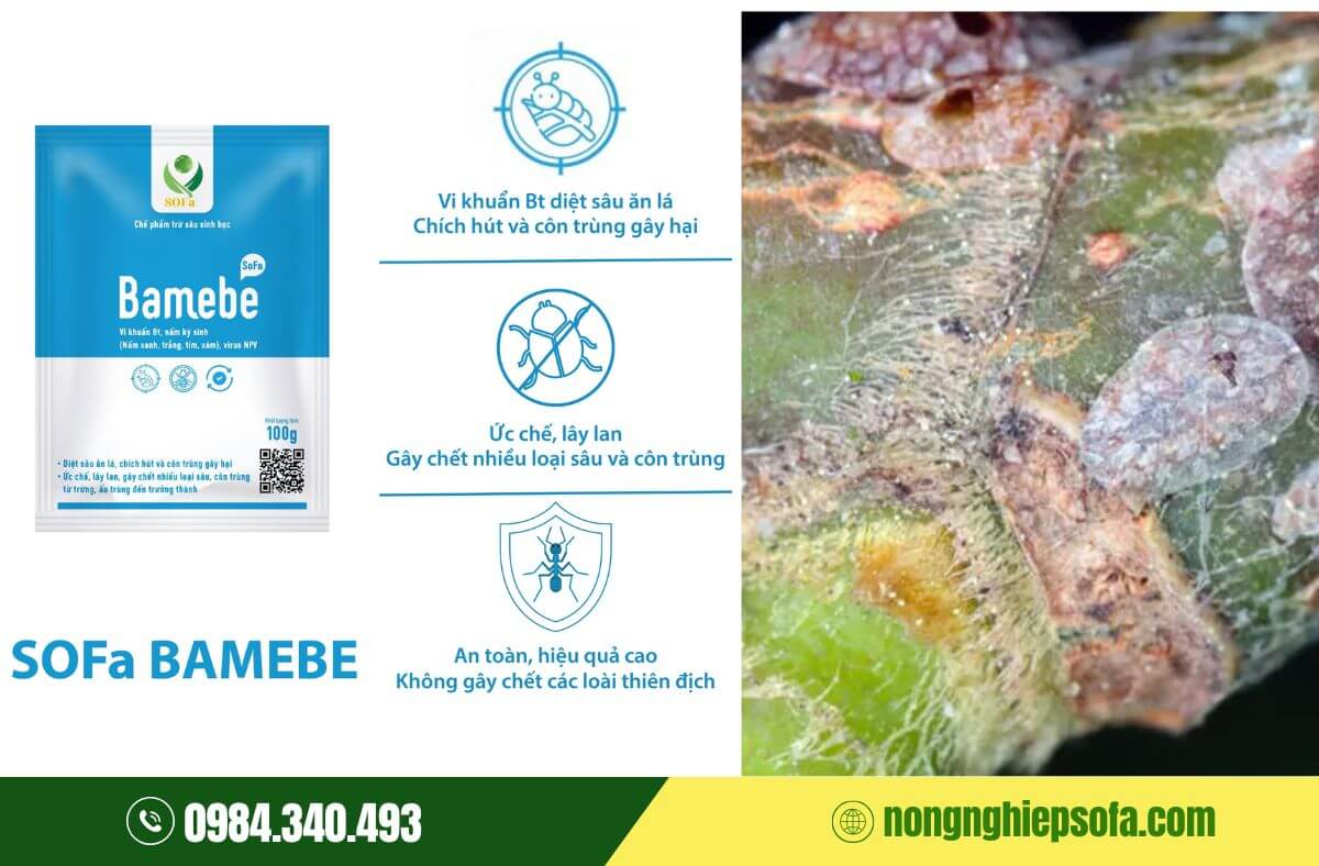 Thuốc trị rệp vảy an toàn hiệu quả