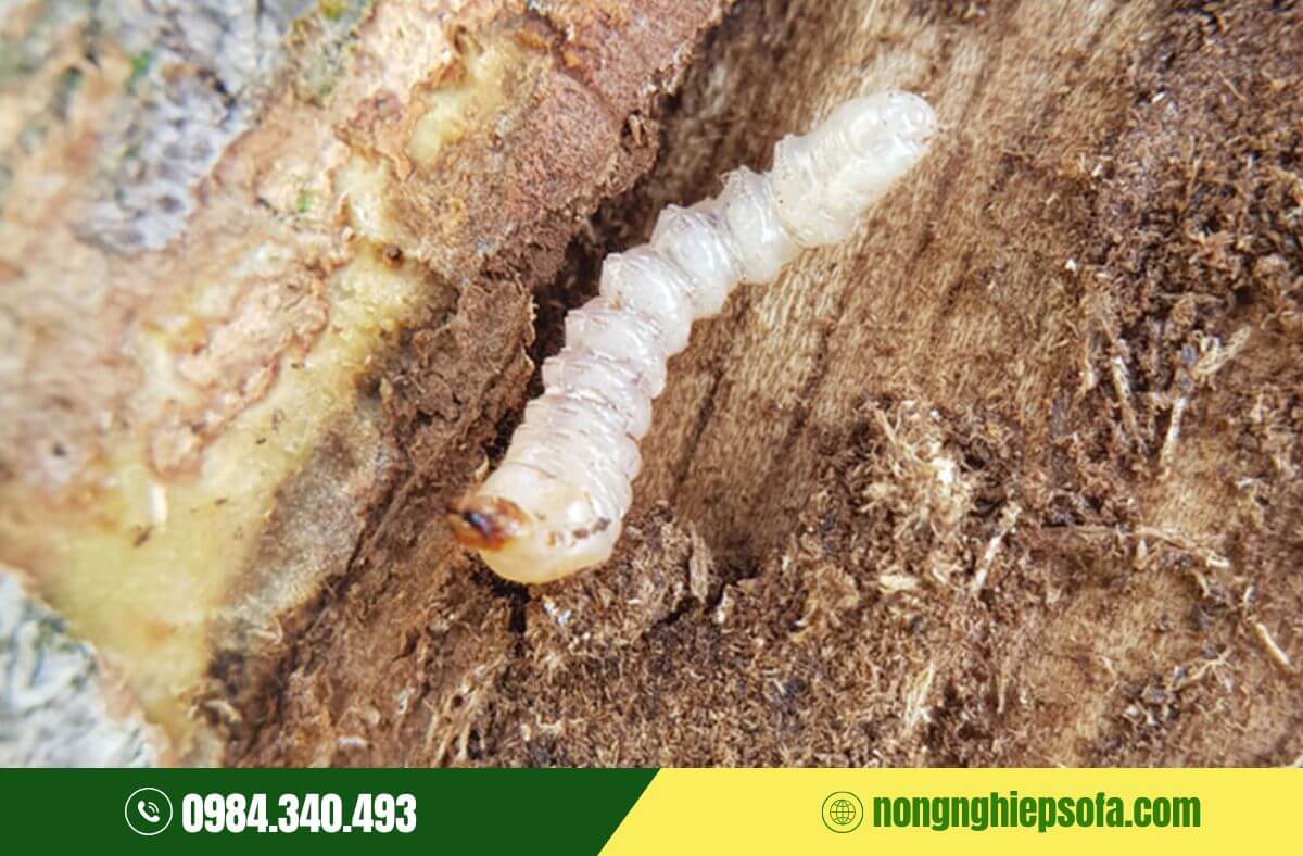 Sâu đục thân là gì?Dấu hiệu và cách phòng trừ nhanh, hiệu quả 4 Phòng trừ sâu đục thân