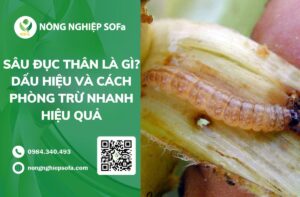 Sâu đục thân