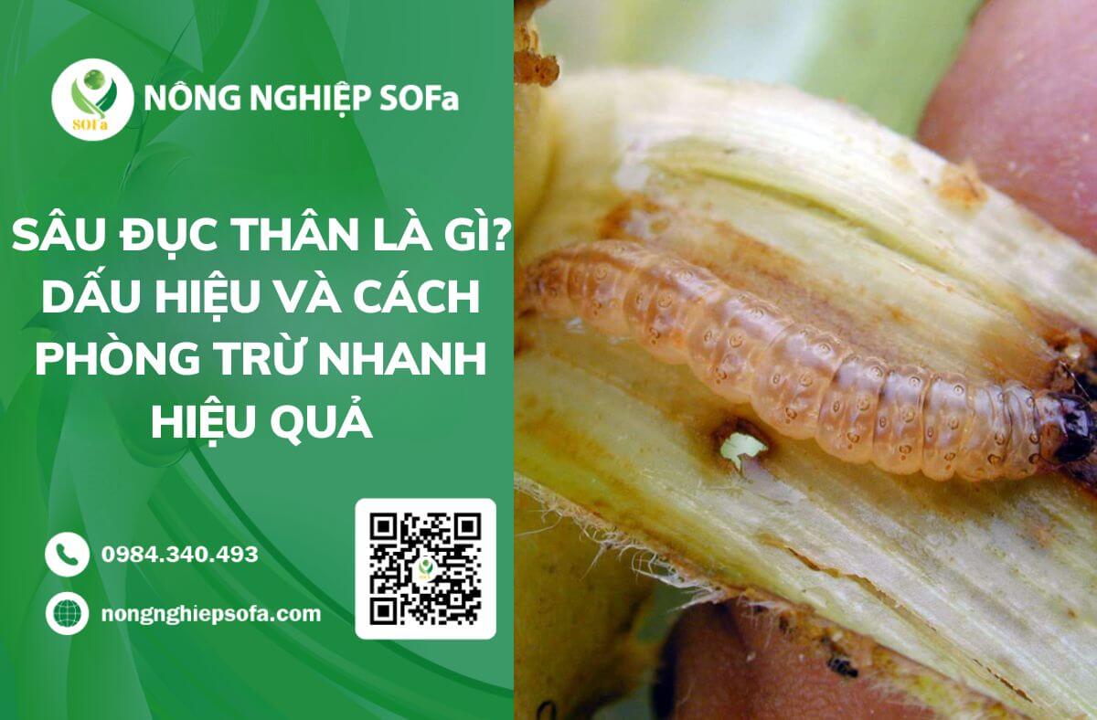 Sâu đục thân
