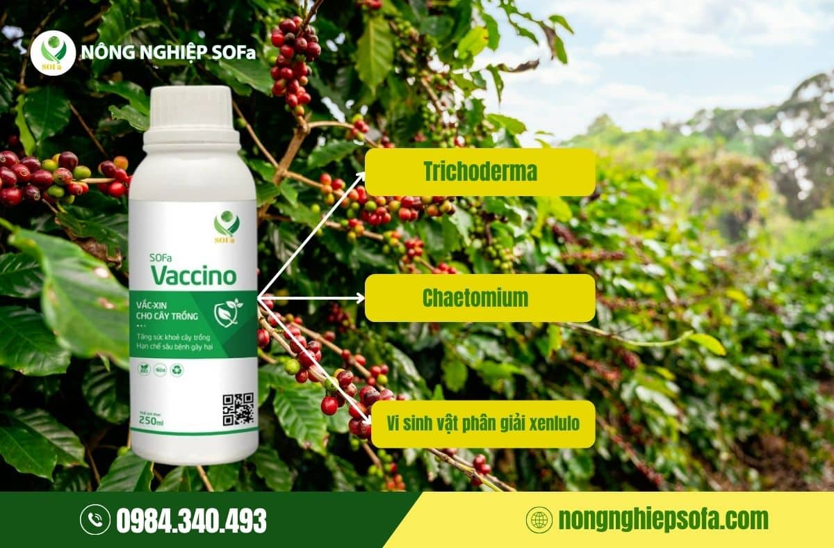 Bệnh rỉ sắt trên cây cà phê: Cách nhận biết và xử lý nhanh chóng 5 Thuốc trị rỉ sắt trên cây cà phê hiệu quả