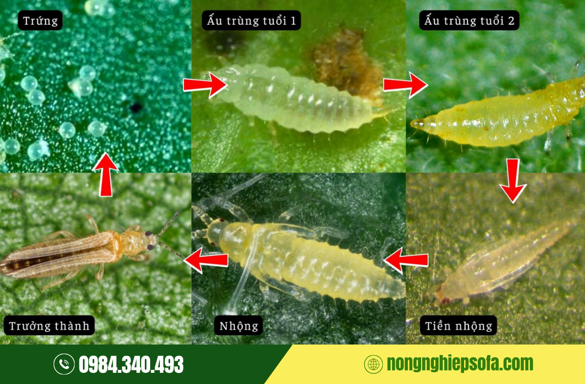 Thuốc trị bọ trĩ sinh học 100% được bà con tin dùng 2 thuoc-tri-bo-tri-sinh-hoc-tot