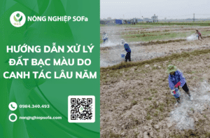 cach-xu-ly-dat-bac-mau-hieu-qua